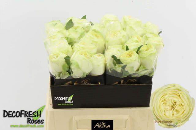 0x525671553079D9A2BE2BDAD984147E098950344E