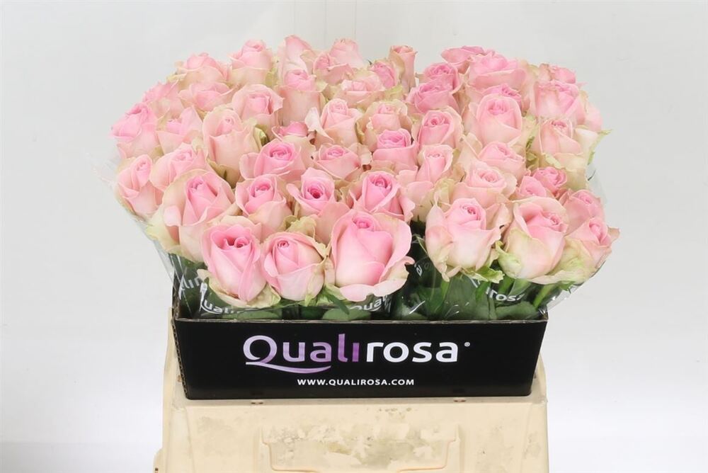 190524-rose-bh-avalanche-sorbet