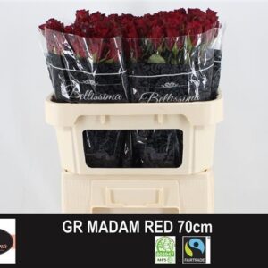 Madam Red 70cm
