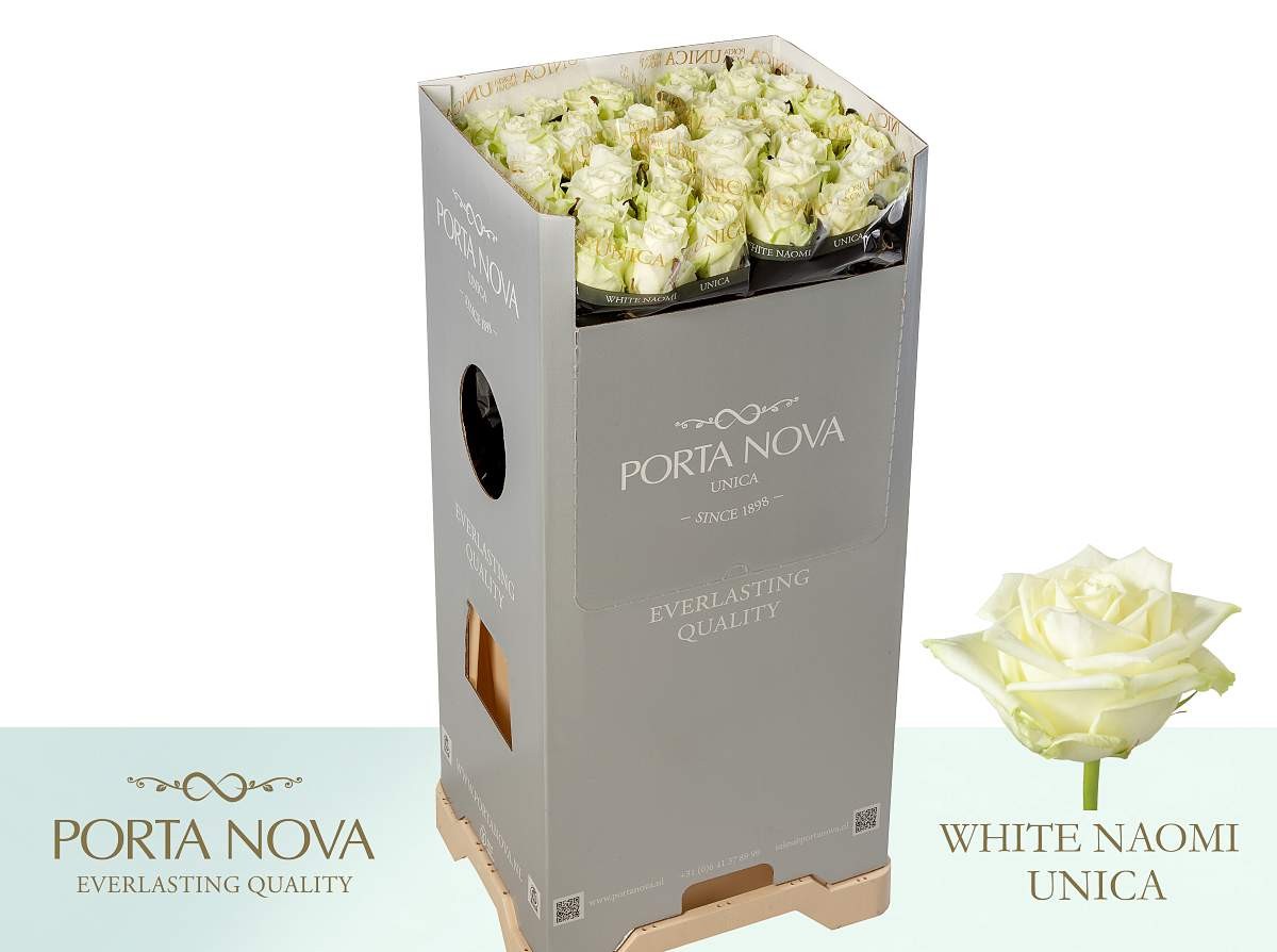 Rosa-Gr-White-Naomi-Unica-Porta-Nova