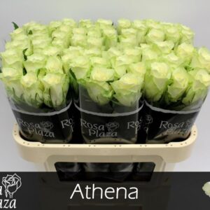 Athena 70cm