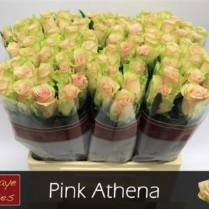Pink Athena 60cm