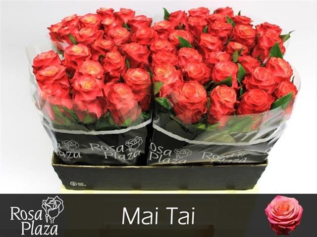 0xD02A88767326CCE4D5537EC252402D1273A1F1F3