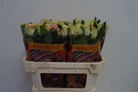 Lovely Ambiance 80cm