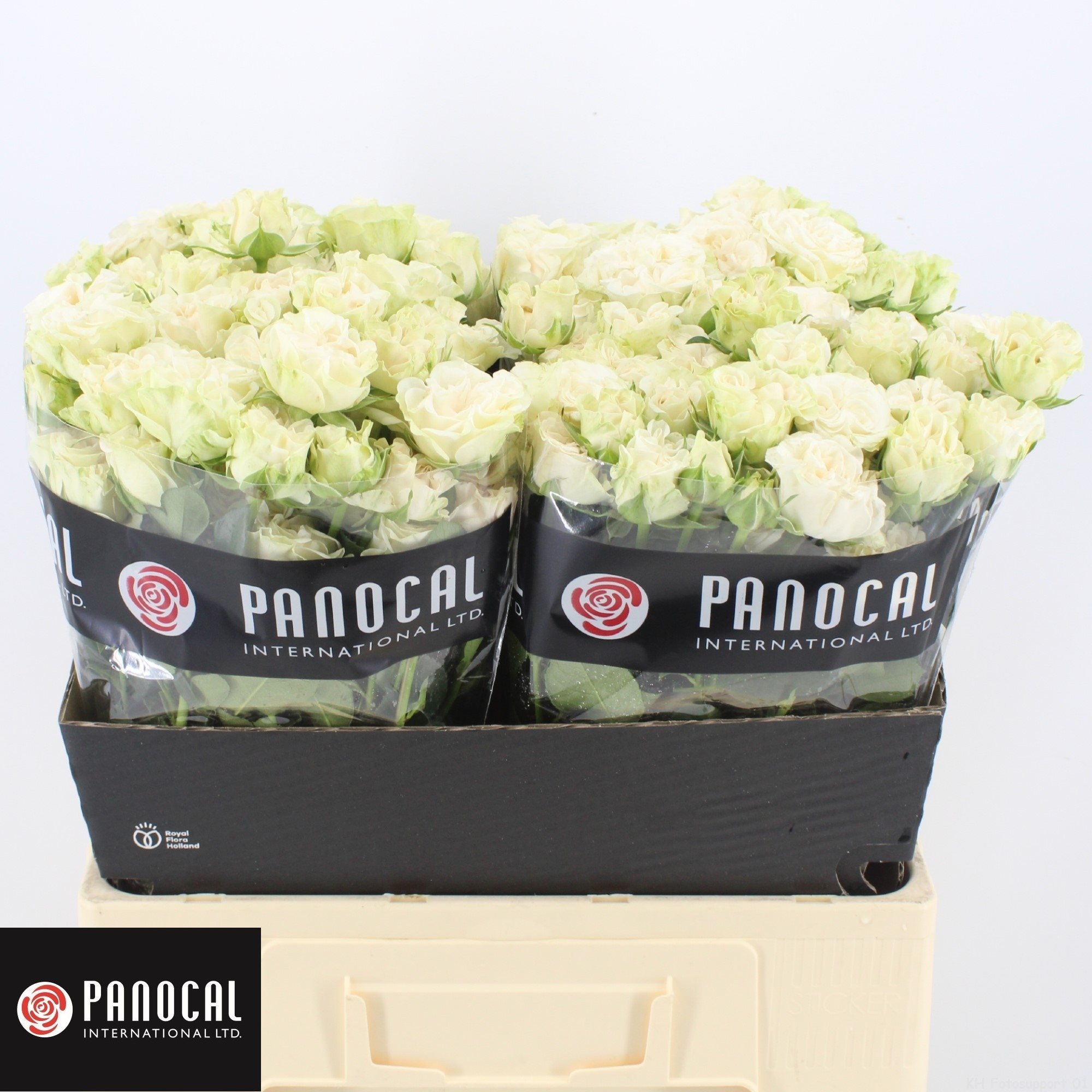 123138 Ivory-3144677