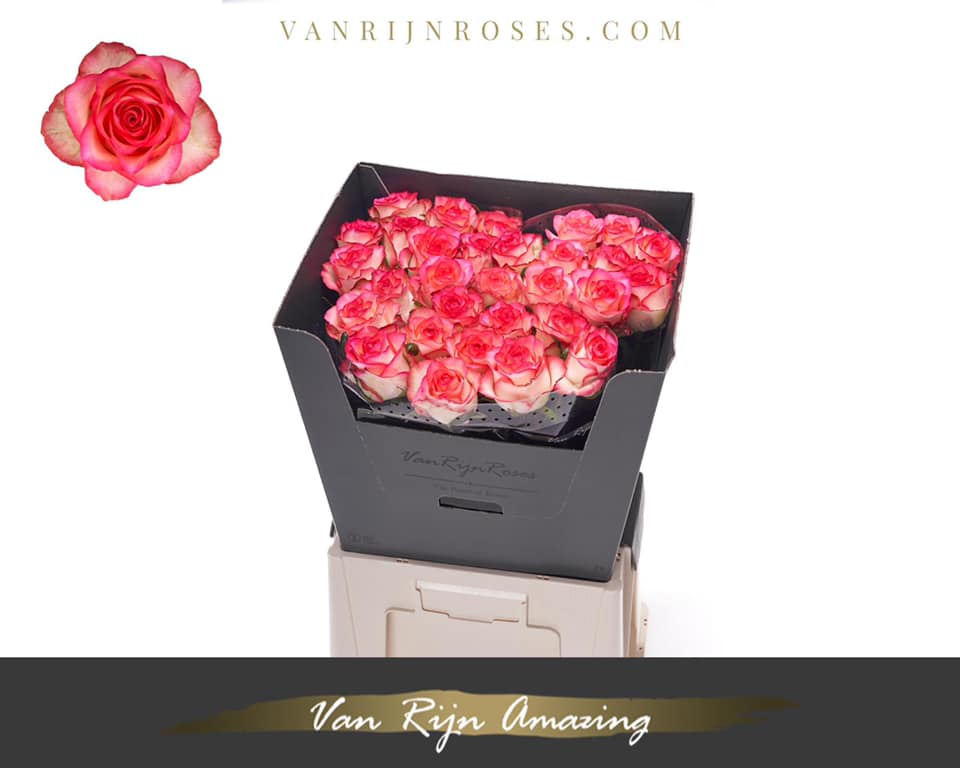 247315710_4162510353871533_706288657763565902_n