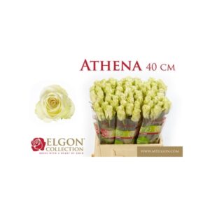 Athena 40cm