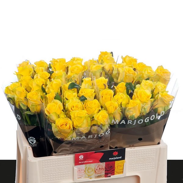 ROSE-PENNY-LANE-50cm-wholesale-flowers