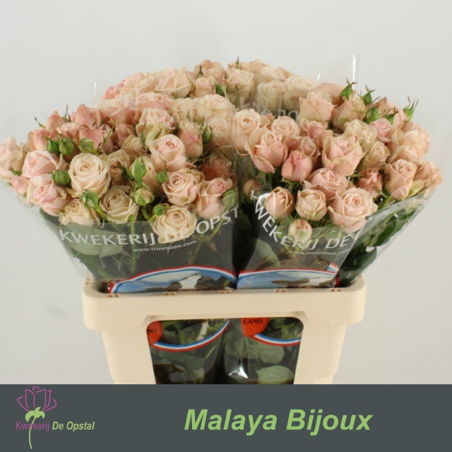 0x082D76F4018D30D92B5B34A6BD7FC1A9DA8B5794