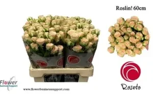 Roslin 60cm