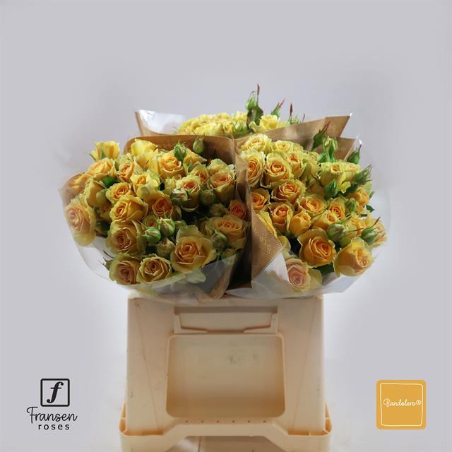 0x4066582B7A74188903F1BD6742E7581B2C160F39