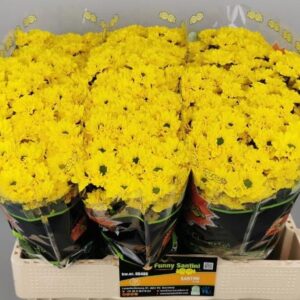 Chr San Aaa Skippy  55cm