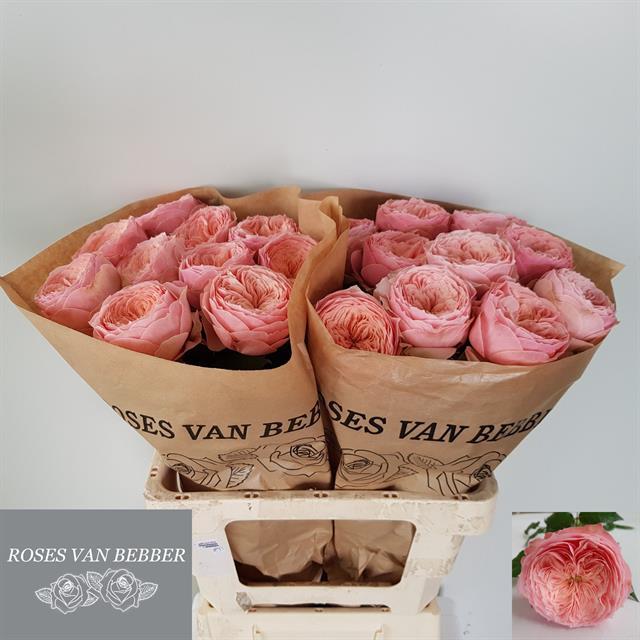 0xF169D5236D6B5D42C8DF20967087E96F8A75E980