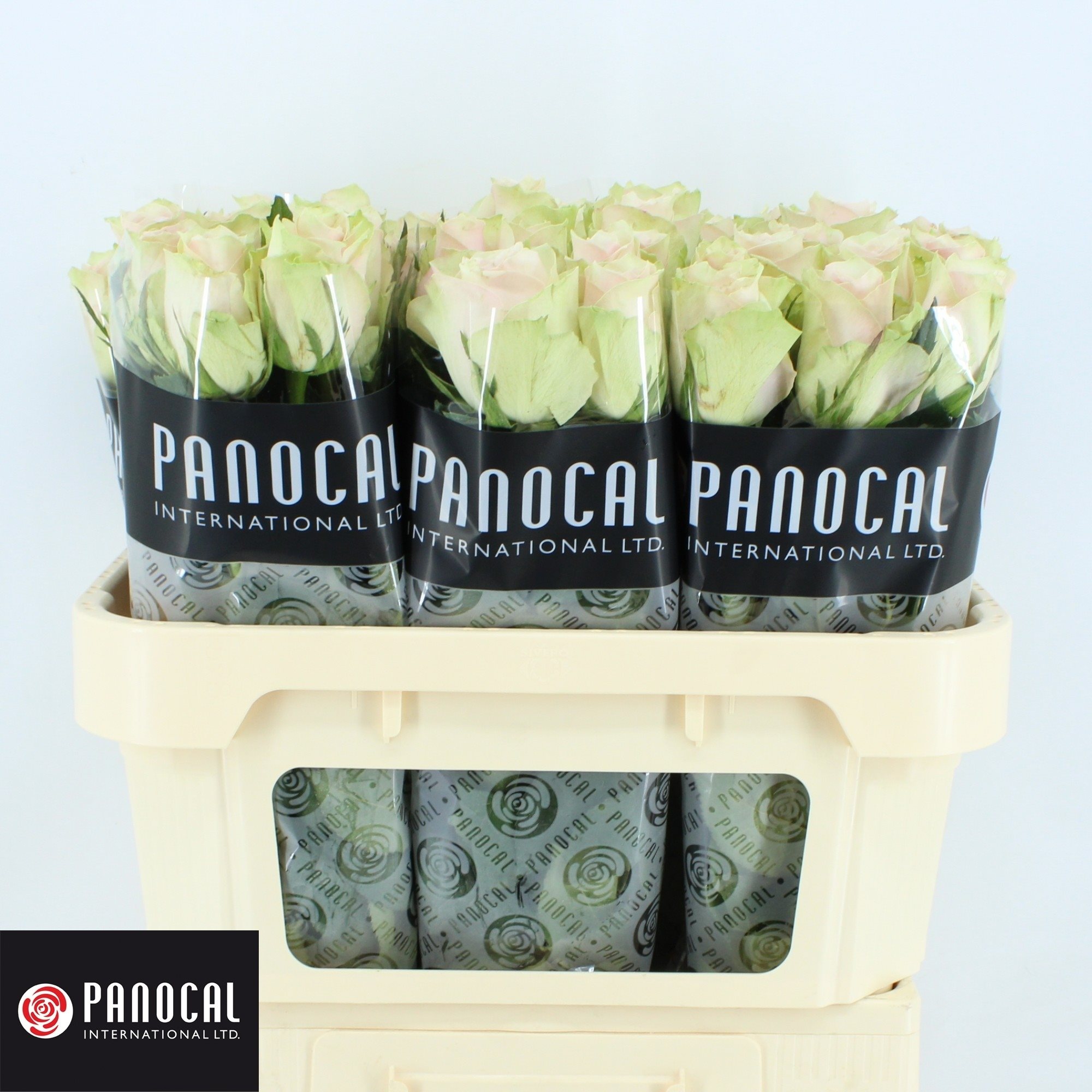 117287 - 70cm-3779645