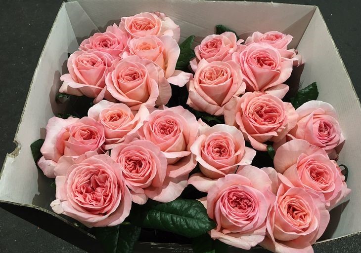 33ce842800f2245e60a626f74e5f530c--rose-rosa-roses