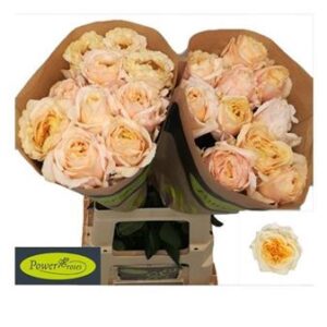 Vanilla Fragrance 60cm