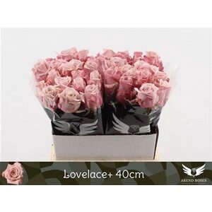Lovelace 40cm