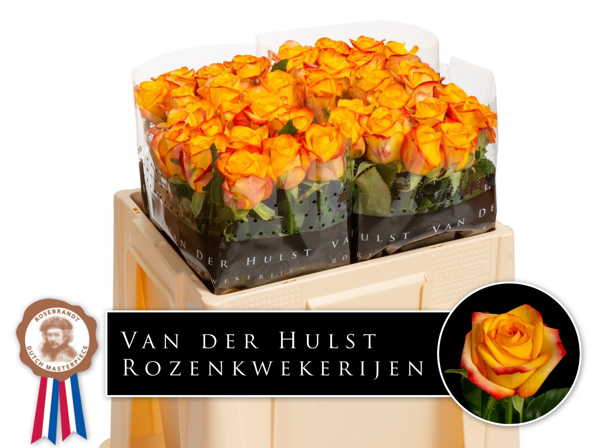 Ct 50 A1 50cm-2024547