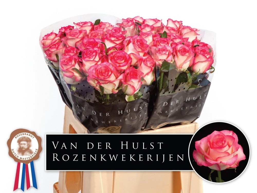 Ju 40 A1 40st-2368079