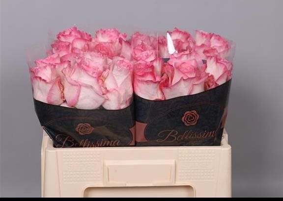 R GR BOUL V50-1497080