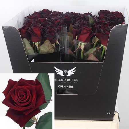 Rose-Black-Baccara-70cm-2