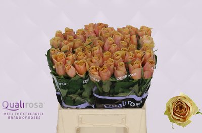 0x0528046A671261D1149C7FEBA0A803E2A7519257