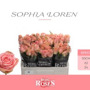 Sophia Loren 50cm (A2)