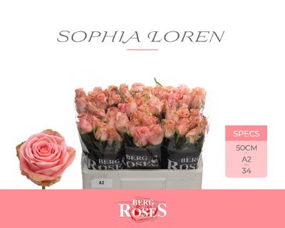 0x70AE681264B3EAFC996A46E78466485A213363A9