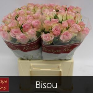 Bisou 60cm