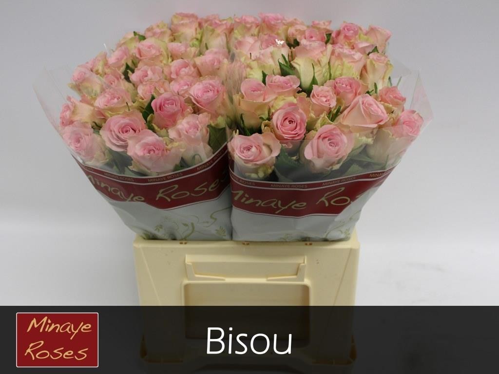 0x9E84AB8CD6B593CD6FE48B6CC44F14109B653C56