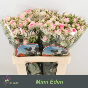 Mimi Eden 60cm