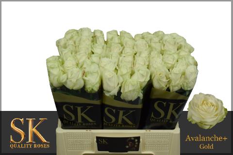 0x43BA26604619850E749C2EC3DC43E780361C6575