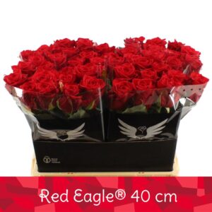 Red Eagle 40cm