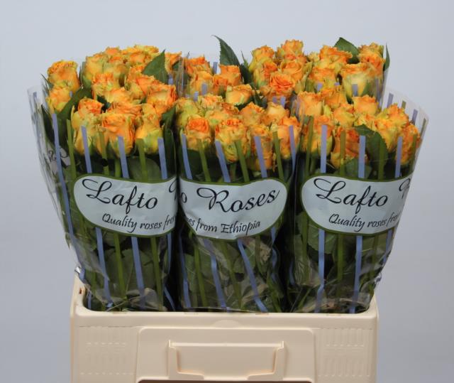 0xEF99D0A96EA5FF6ED3F7F44D76AC664317AB8484