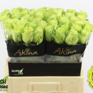 Green Generation 40cm