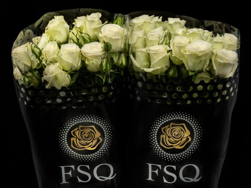 ECUADOR_ROOS_ROSA_ROSE_FLOWER_FSQ_NEWFORMAT_SPRAY POLAR SENSATION