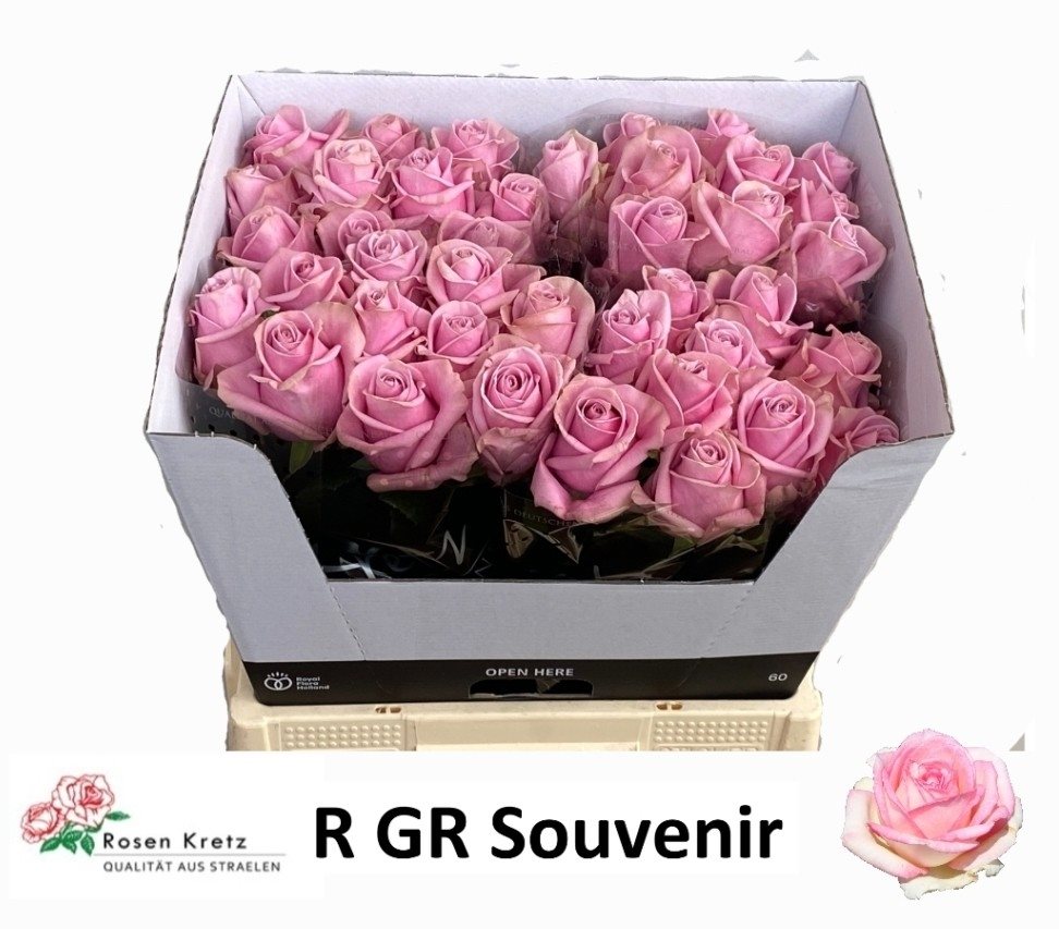 ROSSOVEN60-3485061 (1)