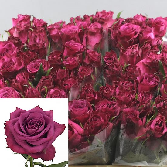 Rose-Blueberry-50cm-tall-wholesale