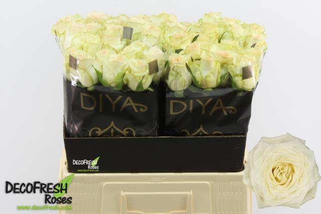 0xF6D16681959502E552DF97626F5E87C7545F8BE6