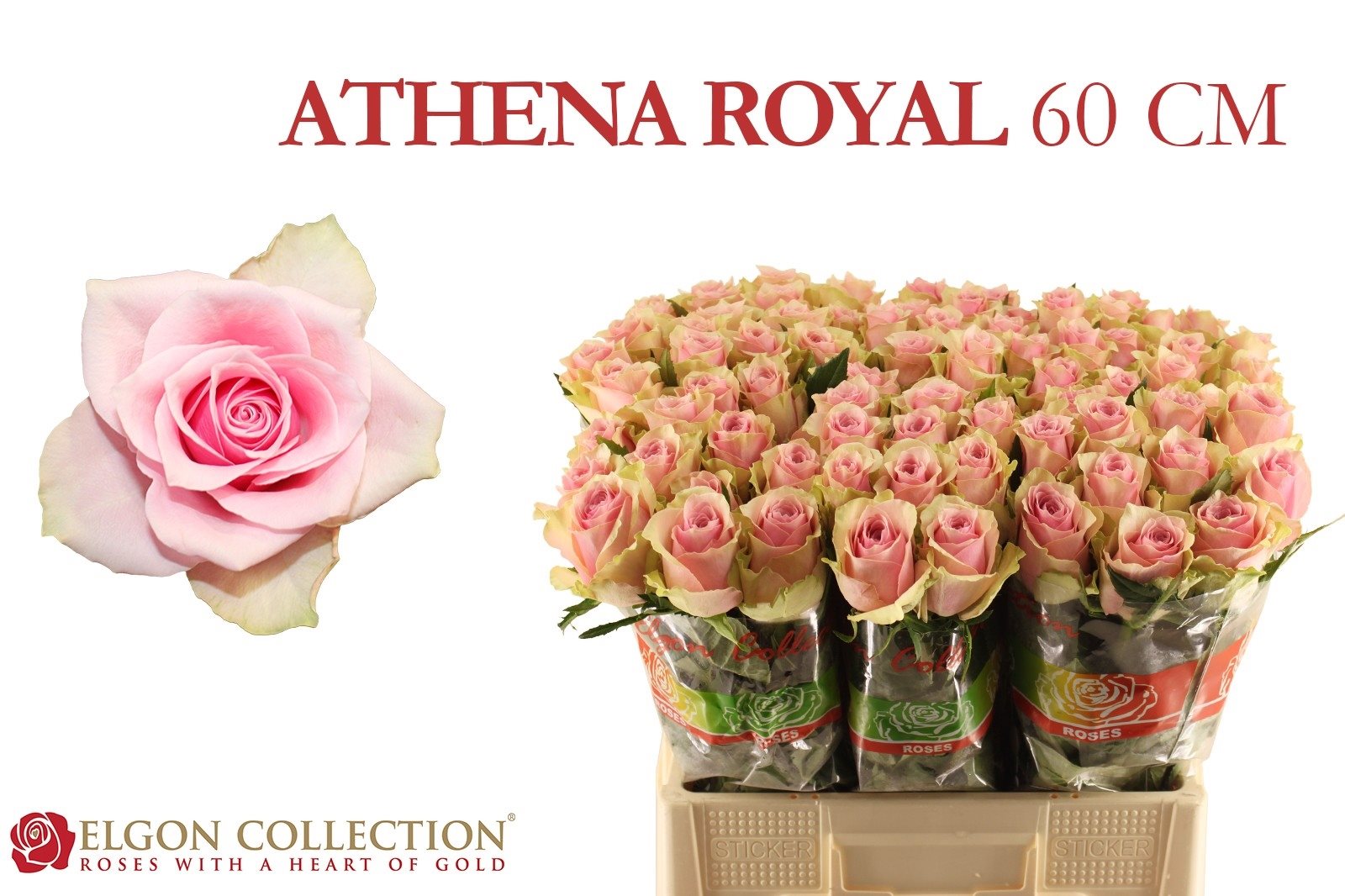 3ae9c32cf3d8b-3789362