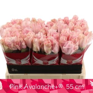 Pink avalanche 55cm