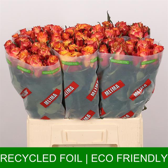 0x01C533CD95254F95DB99F010CE1246D374C5C7A6