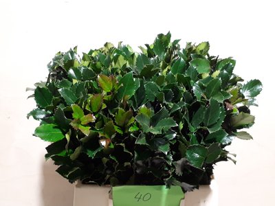 0x29C42D3C51878618CC63FEA16DBE7A6BC9988EA9