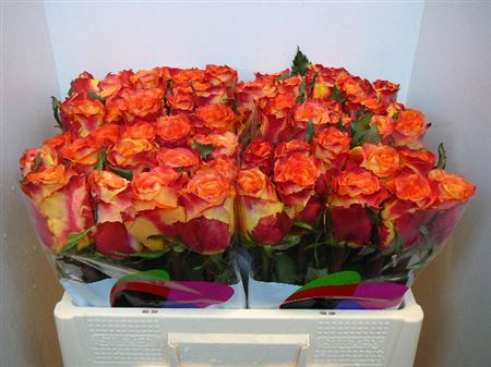 0x3C17F937DC8E32E4670702ED351868359E2933C7