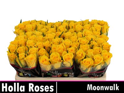 0x52EE32D56785B3AADC14DA88E4DB81623182AFAB