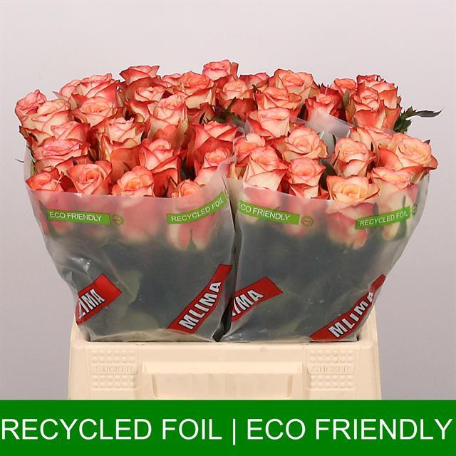 0x8753BDBFFA2F5A7FBAC62C3DEDC1021530B9F165