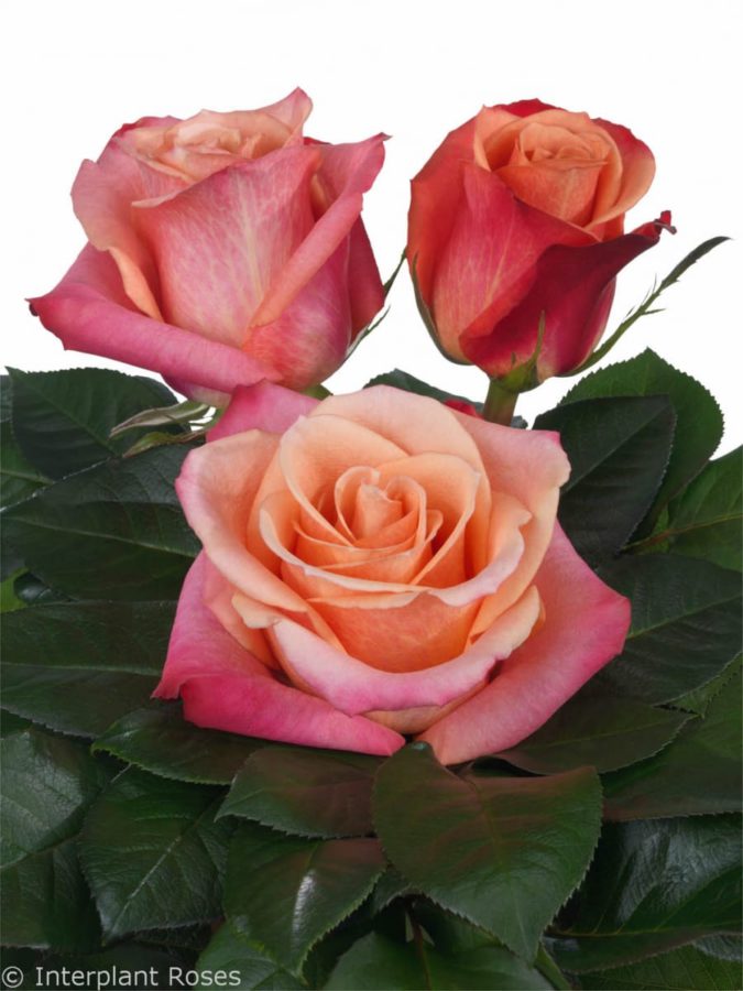 Helene-Hybrid-Tea-scaled