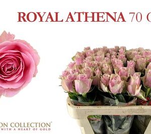 Athena Royale 70cm