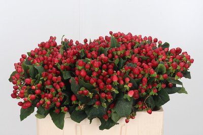 0xCA52FDE85142E8D0DBB8EB71F34269AA567D654D