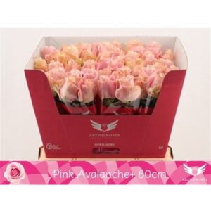 Pink avalanche 60cm